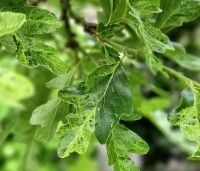 Quercus cerris 'Marmor Star' - Marmeren moseik - 2
