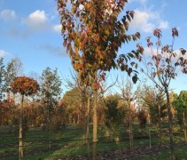 Prunus serrulata 'Kanzan' jonge boom op onze kwekerij in Gelderland