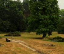 Taxodium 