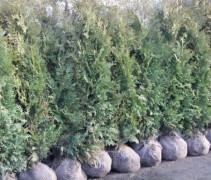Thuja occidentalis 'Brabant'