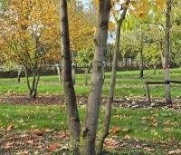 Liriodendron tulipifera - Tulpenboom - 5