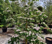 Cornus Stellar Pink