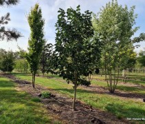 Magnolia 'Black Tulip'
