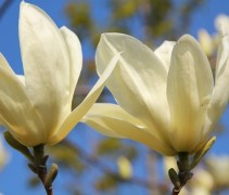 Magnolia ‘Yellow River’ bloem