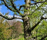 Nothofagus antartica - Schijnbeuk - 3