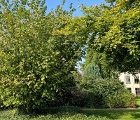 Corylus avellana - Gewone hazelaar - 3