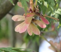 Acer japonica Aconitifolium