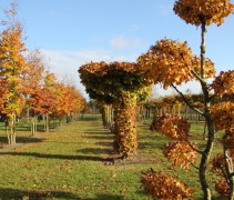 Fagus sylvatica tuinbonsai naast dakvorm