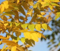 Juglans Nigra