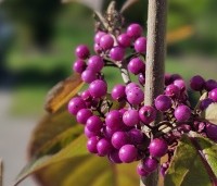 Callicarpa bodinieri 'Profusion' - Schoonvrucht - 1