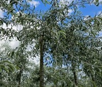 Pyrus salicifolia 'Pendula' - Wilgbladige peer - 5