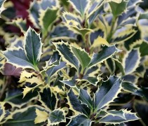 Ilex aquifolium 'Argentae Marginata'