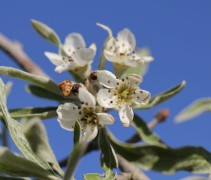 Pyrus salicifolia 'Pendula' bloemen