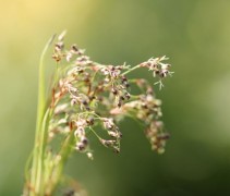 Veldbies in bloei 