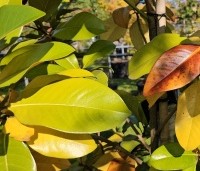Magnolia grandiflora '24 Below' - Magnolia '24 Below' - 4