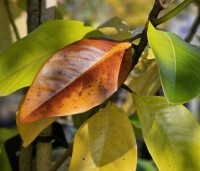 Magnolia grandiflora '24 Below' - Magnolia '24 Below' - 3