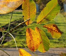 Juglans regia