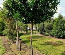 Prunus 'Etna'