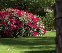 Rhododendron 'Nova Zembla' struiken in volle bloei