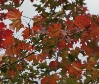 Acer 'Pacific Sunset' - Amerikaanse Esdoorn 'Pacific Sunset' - 5
