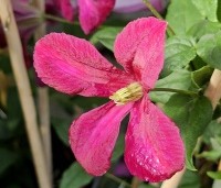 Clematis 'Madame Jules Correvon' - Bosrank 'Madame Jules Correvon' - 1