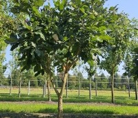 Quercus pontica - Pontische eik - 1
