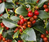 Ilex meserveae 'Heckenfee' - Hulst 'Heckenfee' - 1
