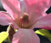 Magnolia Daybreak