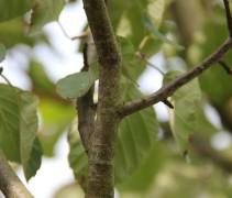 Malus tschonoskii