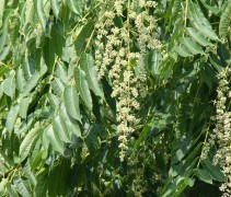 Toona sinensis bloesem