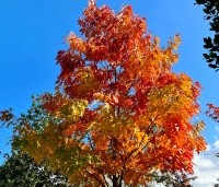 Quercus rubra - Amerikaanse eik - herfsttopper