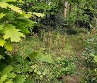 Quercus rubra - Amerikaanse eik - links toepassing in het bos