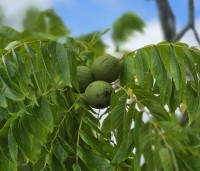 Juglans nigra - Zwarte Notenboom - 4
