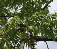 Juglans nigra - Zwarte Notenboom - 5