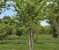 Zelkova serrata - Japanse Zelkova - 2