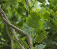 Liriodendron tulipifera 'Aureomarginatum' - Tulpenboom 'Aureomarginatum' - 1