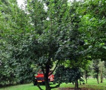 Acer campestre als klimboom