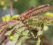 Albizia Chocolat