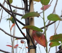 Amelanchier canadensis 'Glennform' Rainbow pillar