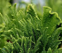 Japanse cipres 'Cristata'
