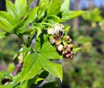 Staphylea Colchica