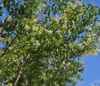 Ligustrum ovalifolium - Haagliguster - 1