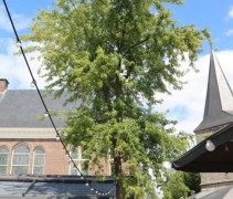 Acer saccharinum Laciniata 'Wieri' jonge boom