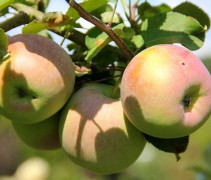 Malus domestica 'Fuji' in augustus
