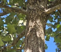 Quercus ithaburensis 'Hemelrijk Silver' - Semi- wintergroene eik 'Hemelrijk Silver' - 3