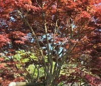 Acer palmatum 'Beni Hagoromo' - Japanse Esdoorn 'Beni Hagoromo' - 1
