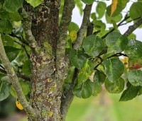 Pyrus calleryana 'Chanticleer' - Sierpeer - 1