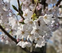 Prunus x yedoensis  - Yoshinokers - 3