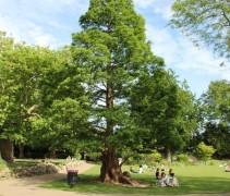 Metasequoia