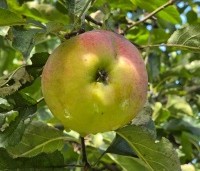 Malus dom. 'Lombarts calville' - Malus dom. 'Lombarts calville' - 1